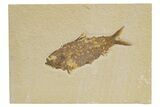 Detailed Fossil Fish (Knightia) - Wyoming #318638-1